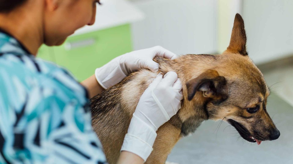 Dog with thinning coat on the body