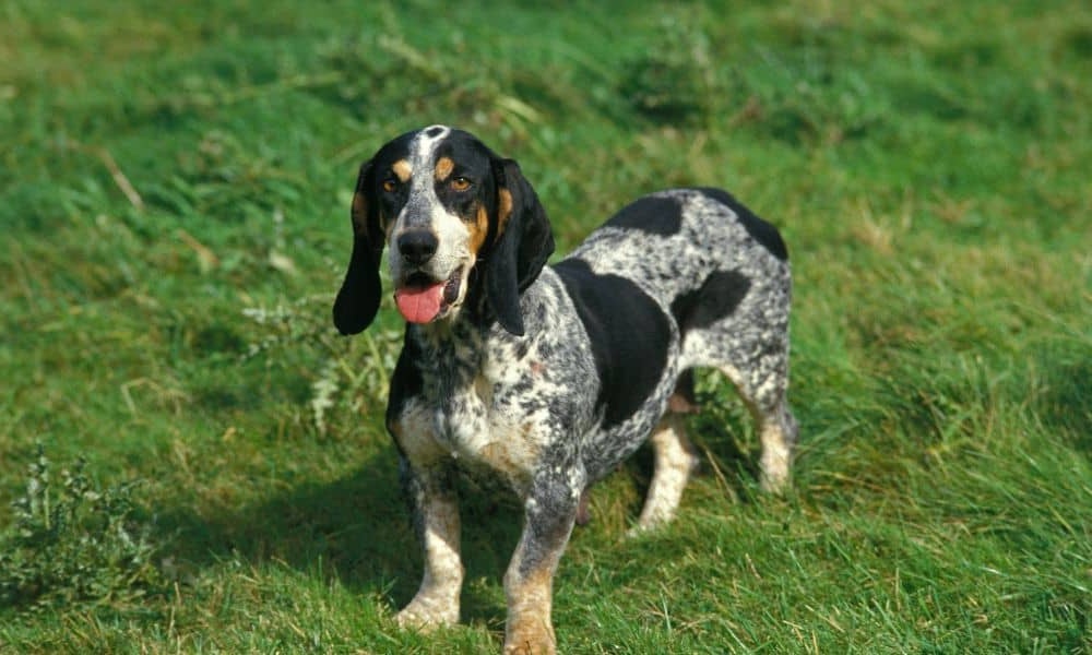 Griffon Bleu de Gascogne standing outdoors