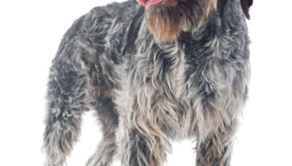Close-up of Wire-haired Pointing Griffon face and eyes