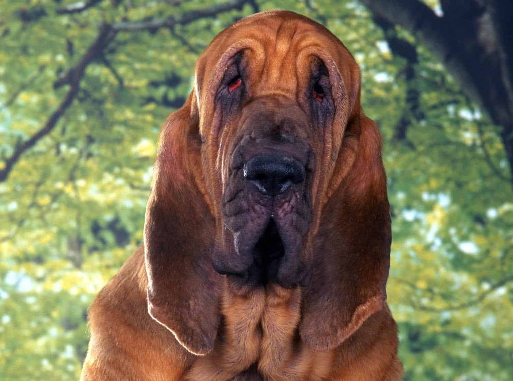 Hound walking on natural ground