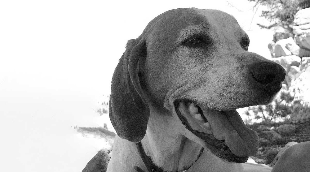 Treeing Walker Coonhound walking in open space