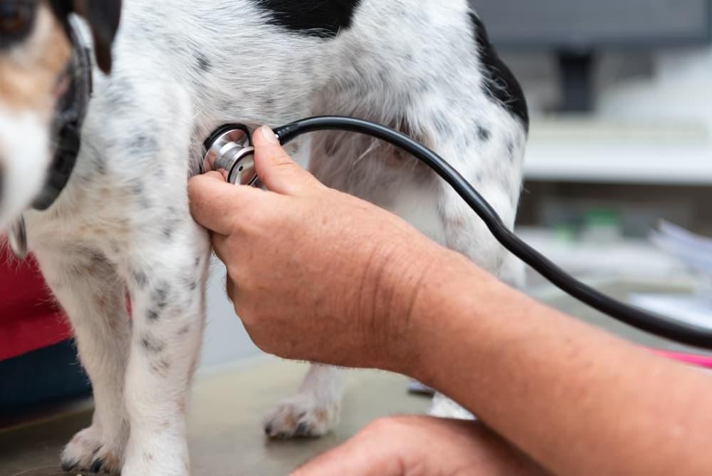 Dog resting at home with owner watching closely