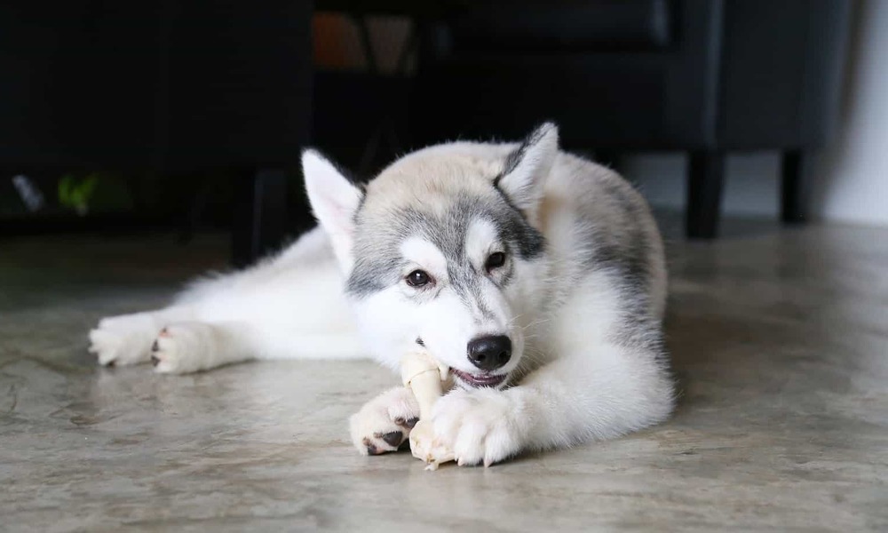 Dog being gently examined at home