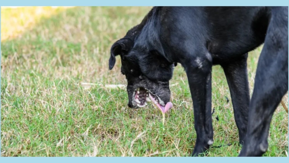 Dog eating a small meal from a bowl