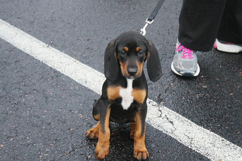 Black and tan coonhound lying down at home