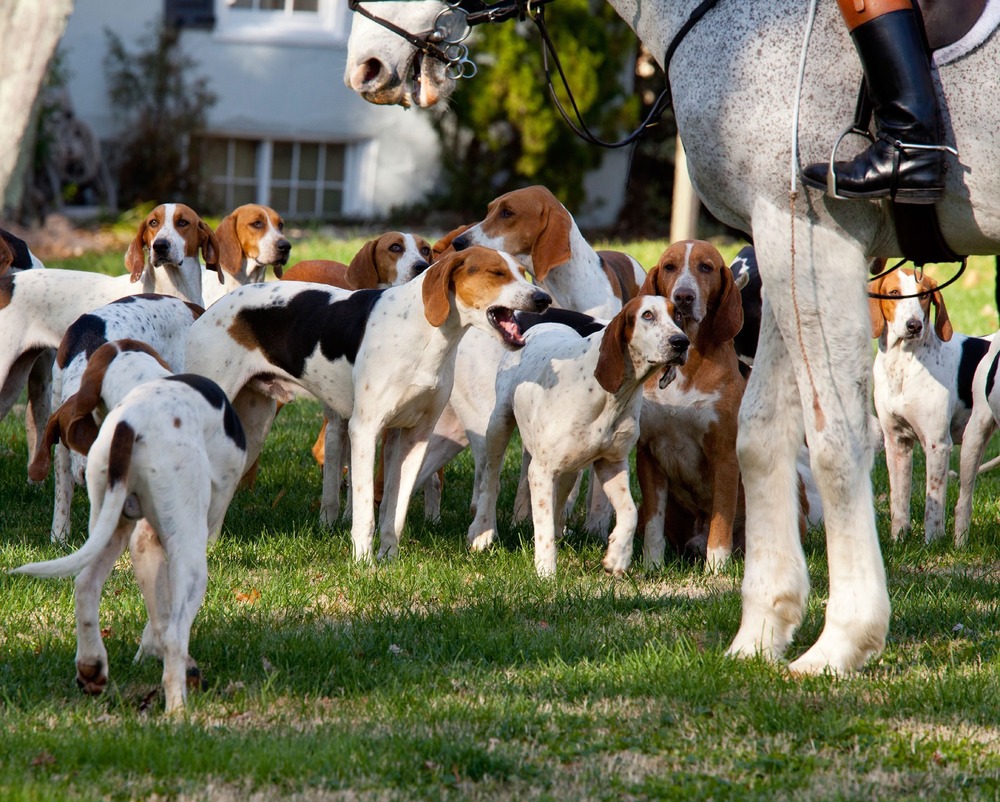 American Foxhound resting in shade