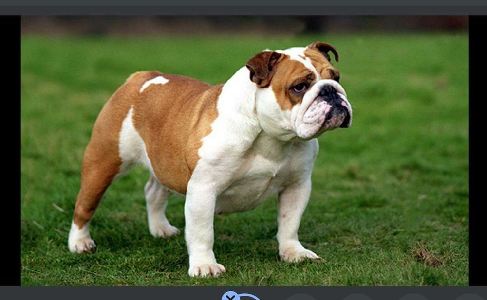 English Bulldog lying down indoors
