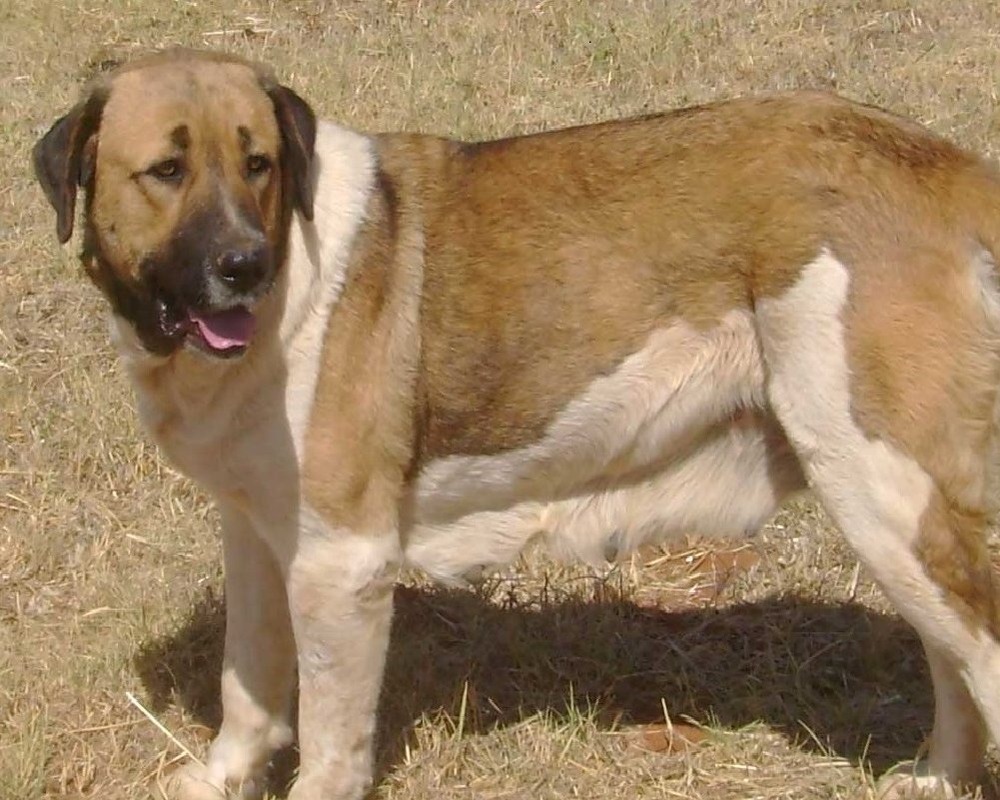 Rafeiro do Alentejo looking attentive