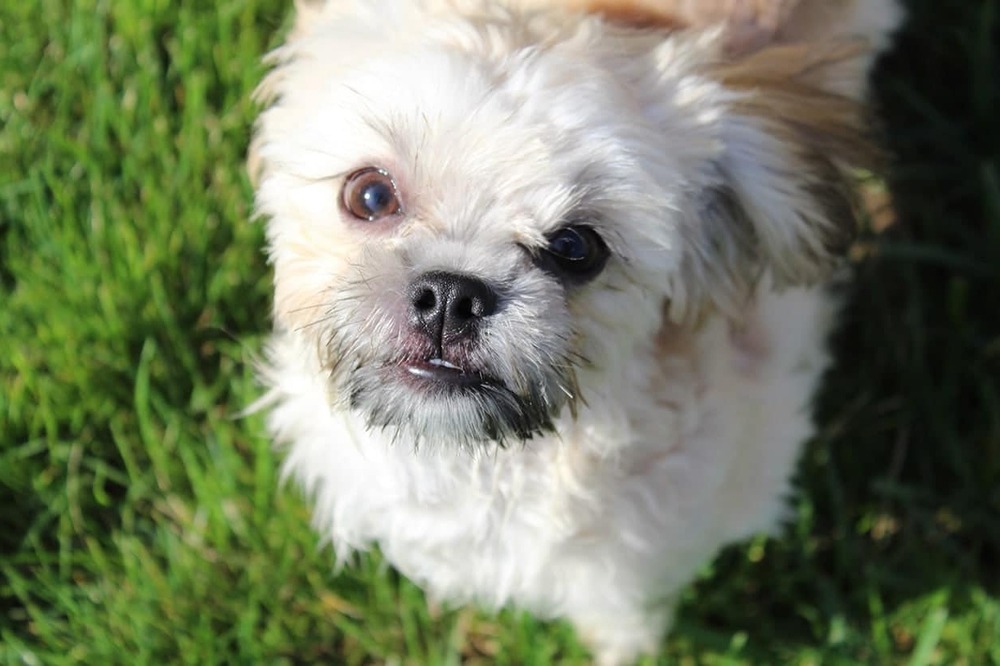 Mi-Ki sitting and looking up