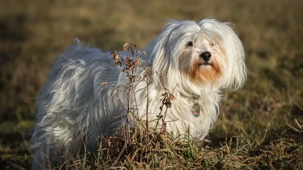 Havanese standing with long silky coat