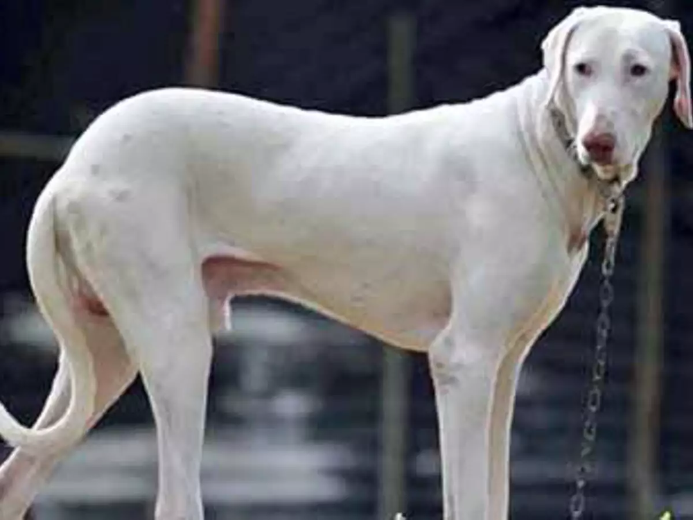 Rajapalayam dog outdoors in profile