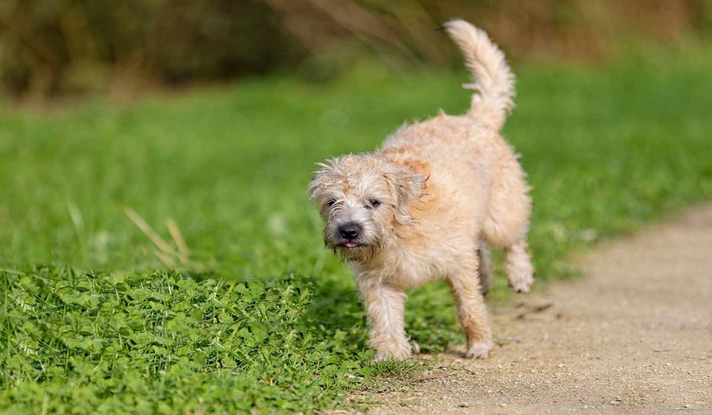 Close view of Dutch Smoushond face and coat texture