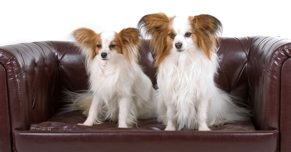 Small Phalène looking alert indoors