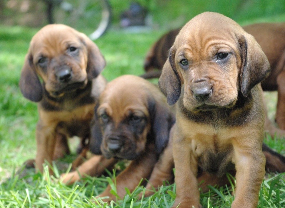 New puppy supplies laid out at home