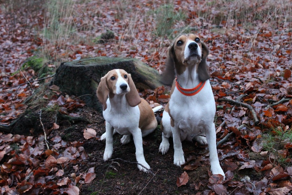 Schweizerischer Niederlaufhund resting outdoors