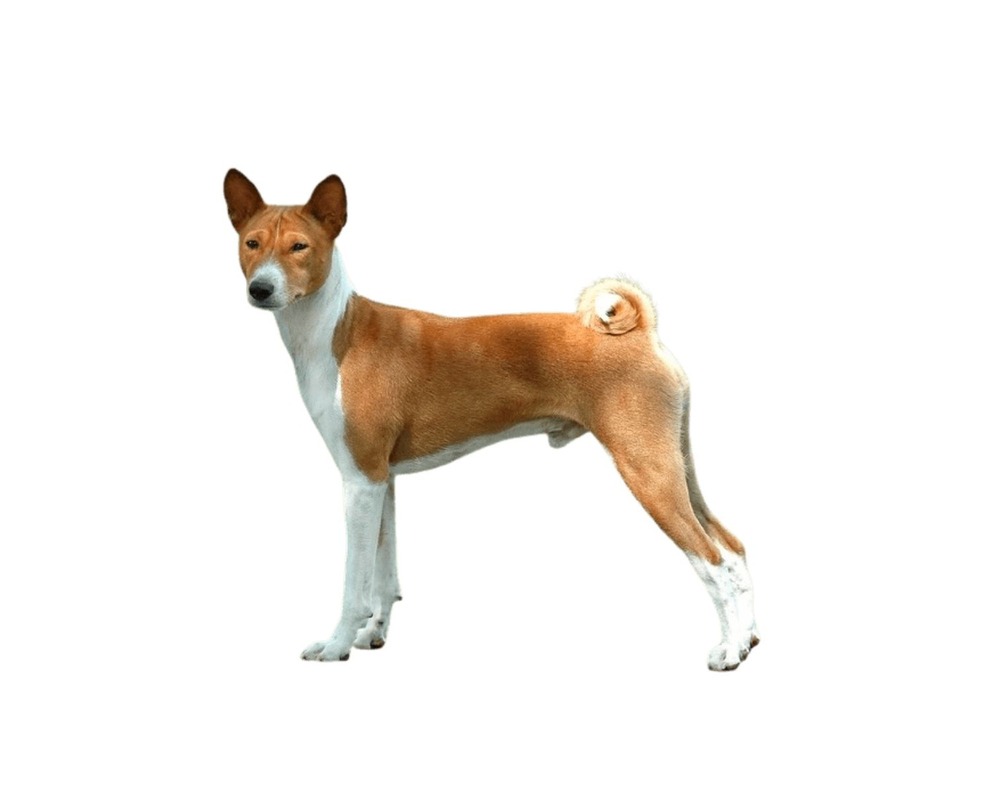 Telomian dog portrait with alert ears