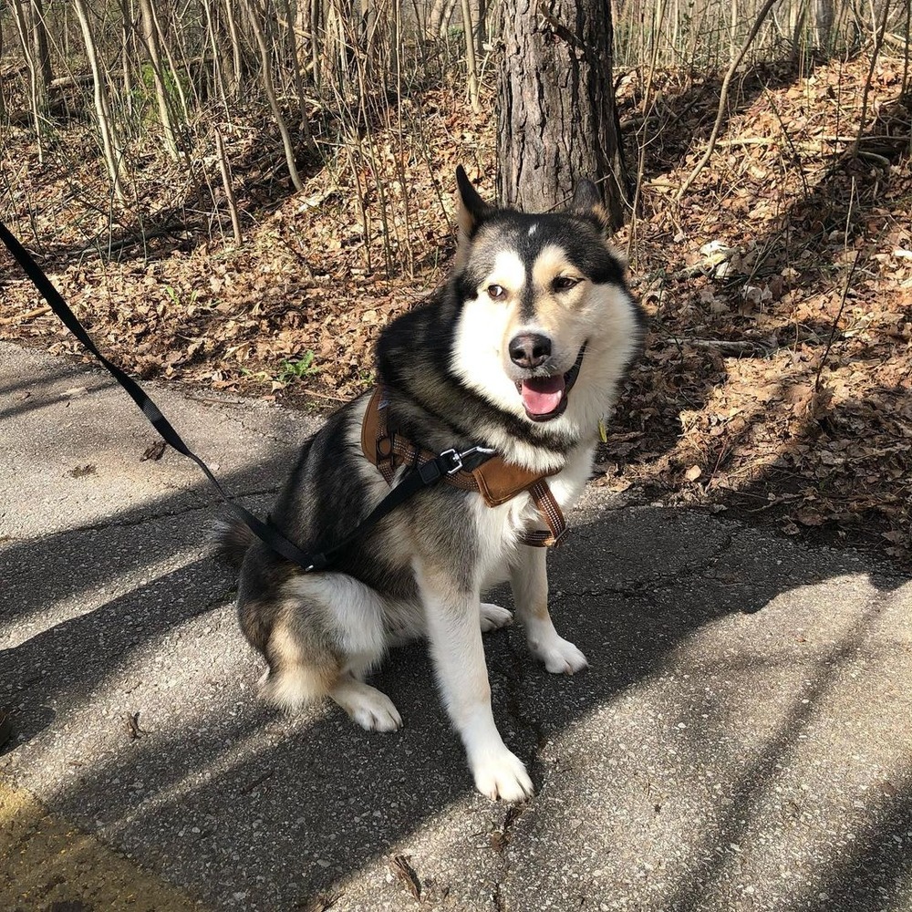 Husky type dog standing with attentive posture