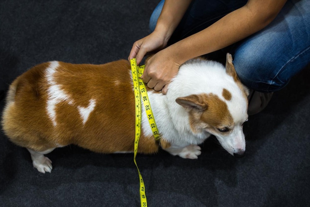 Dog drinking water from a bowl