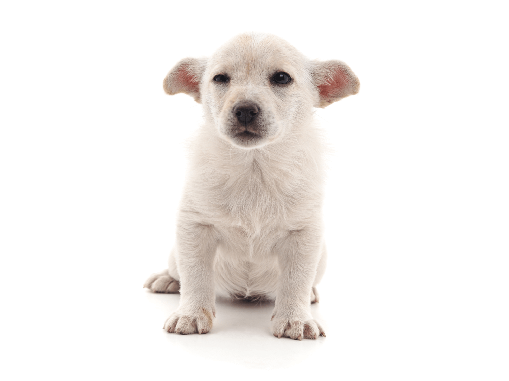 Close view of a white dog coat texture