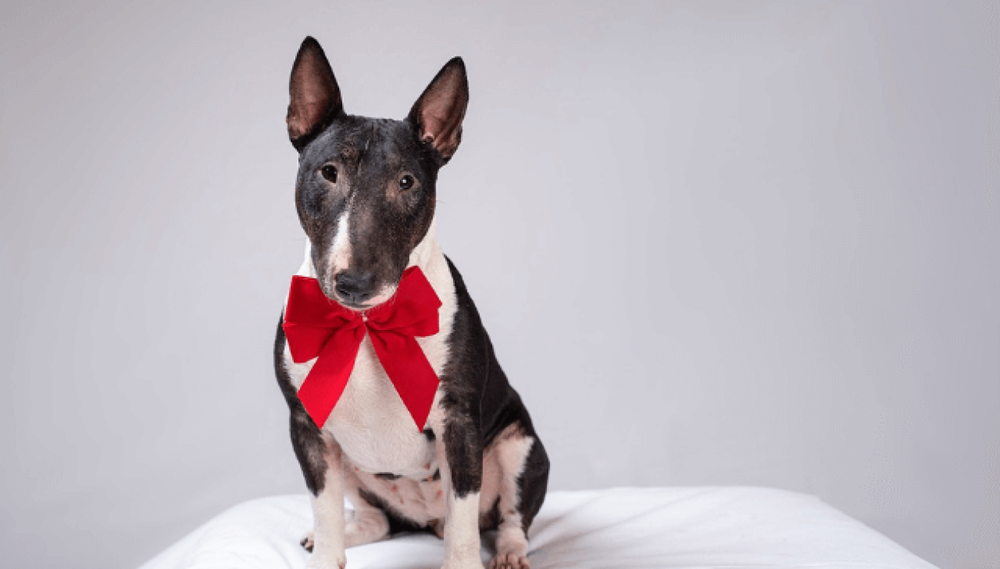 Miniature Bull Terrier sitting attentively