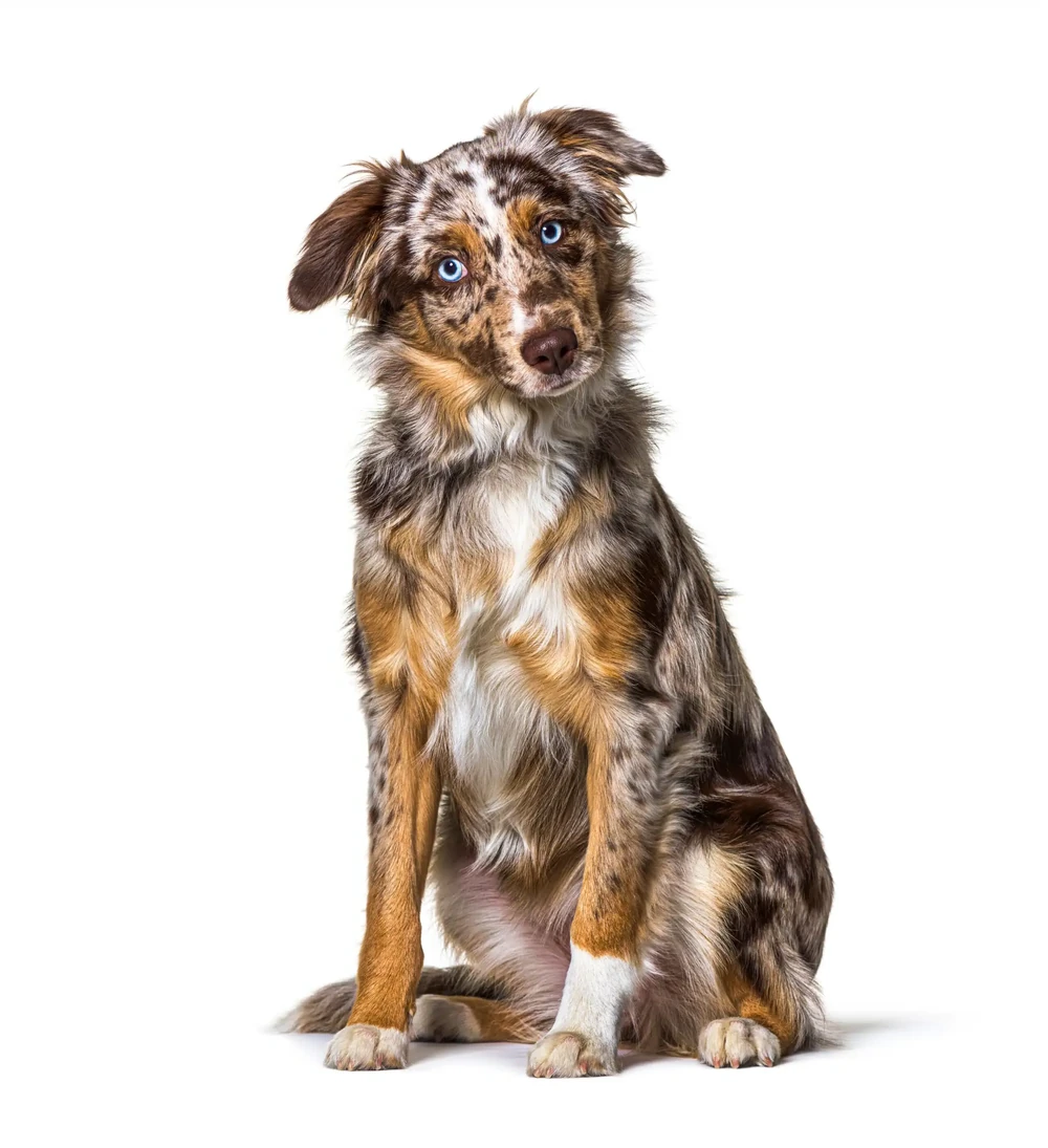 Miniature American Shepherd close up of face