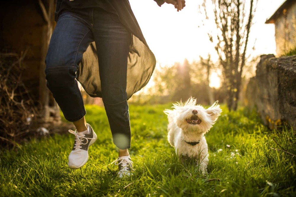 Dog being brushed at home