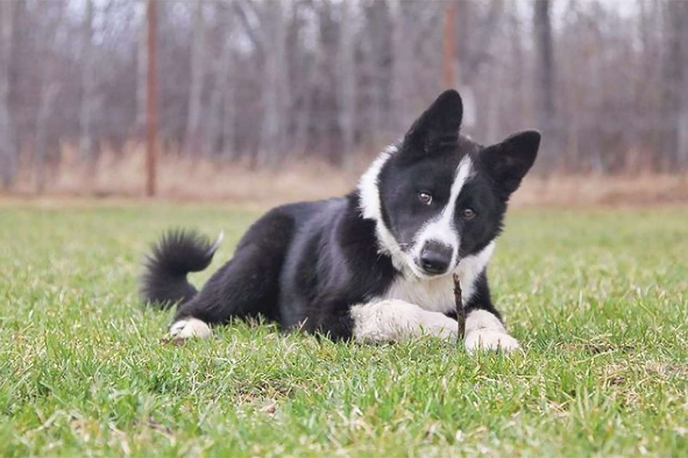Karelian Bear Dog standing in tall grass