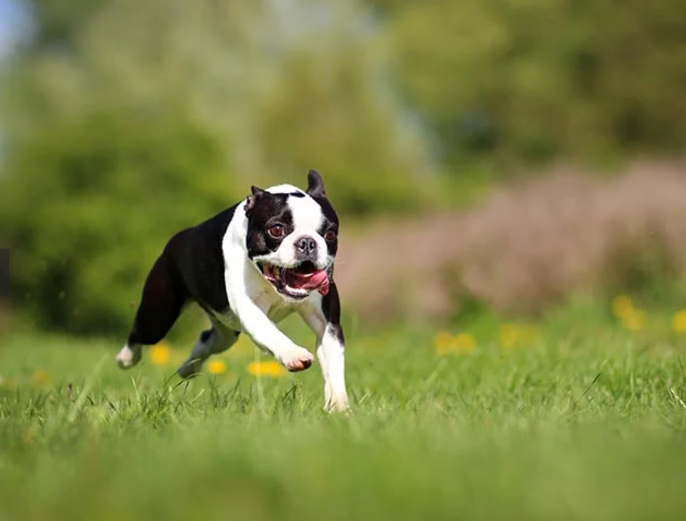 Boston Terrier relaxing indoors
