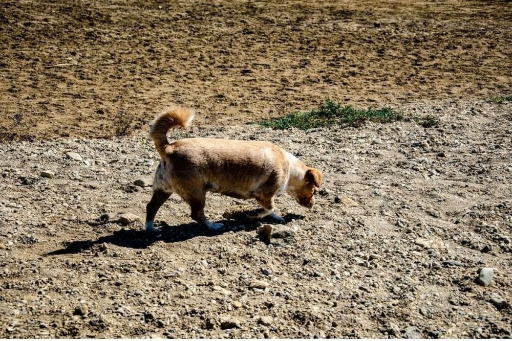 Canaan Dog looking attentive