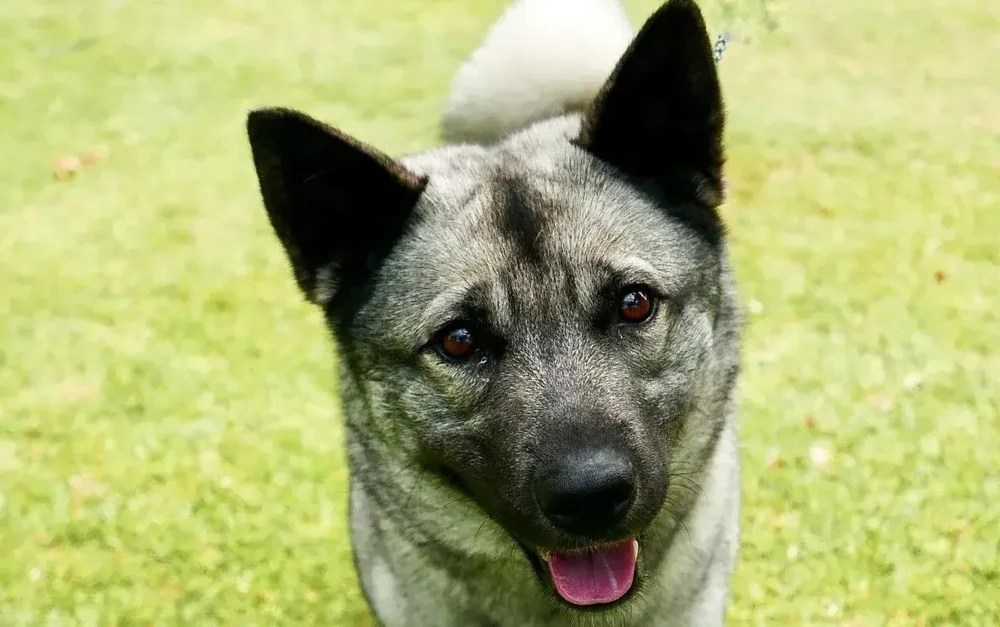 Norwegian Elkhound outdoors in cool light