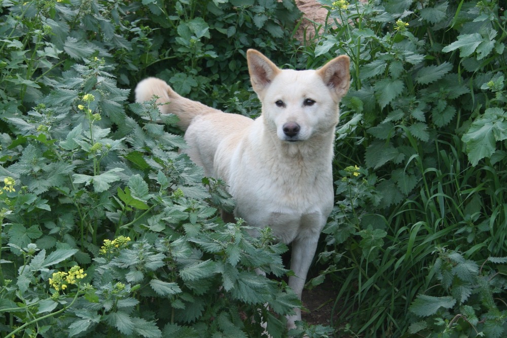 Canaan Dog standing outdoors
