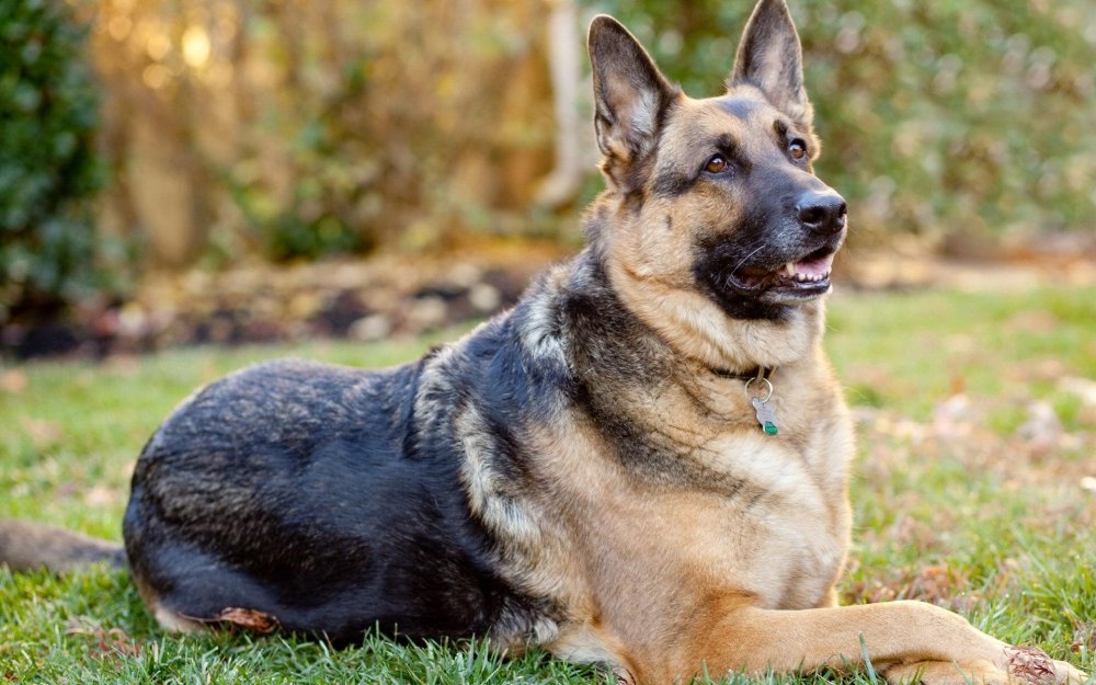Heavy-coated shepherd type dog resting on grass