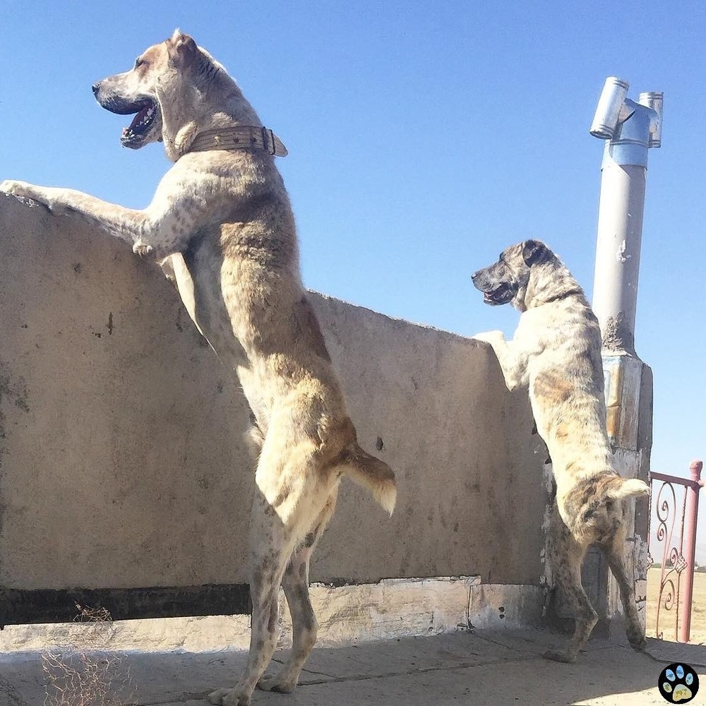 Large dog resting alert in a yard