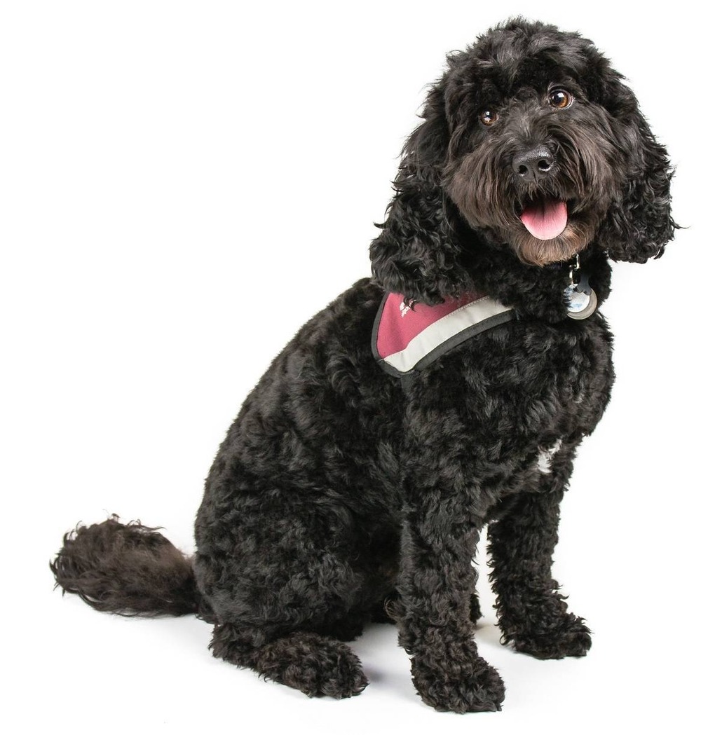 Cockapoo resting indoors