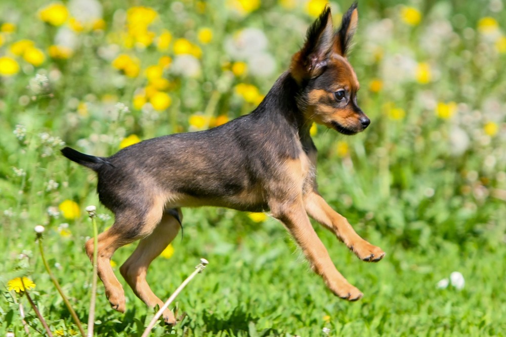 Small Russian Toy dog outdoors