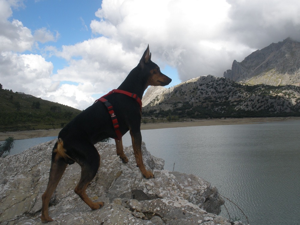 Alert small terrier type dog