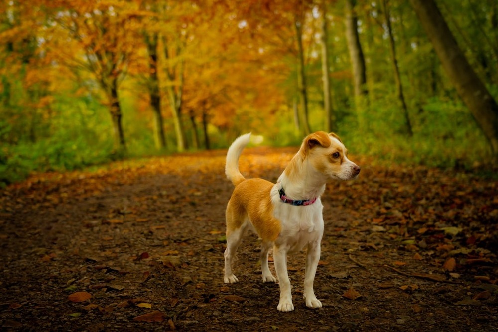Dog being gently examined by hands