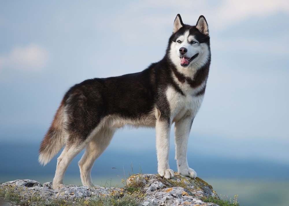 Siberian Husky in a snowy setting