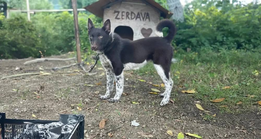 Zerdava dog in profile