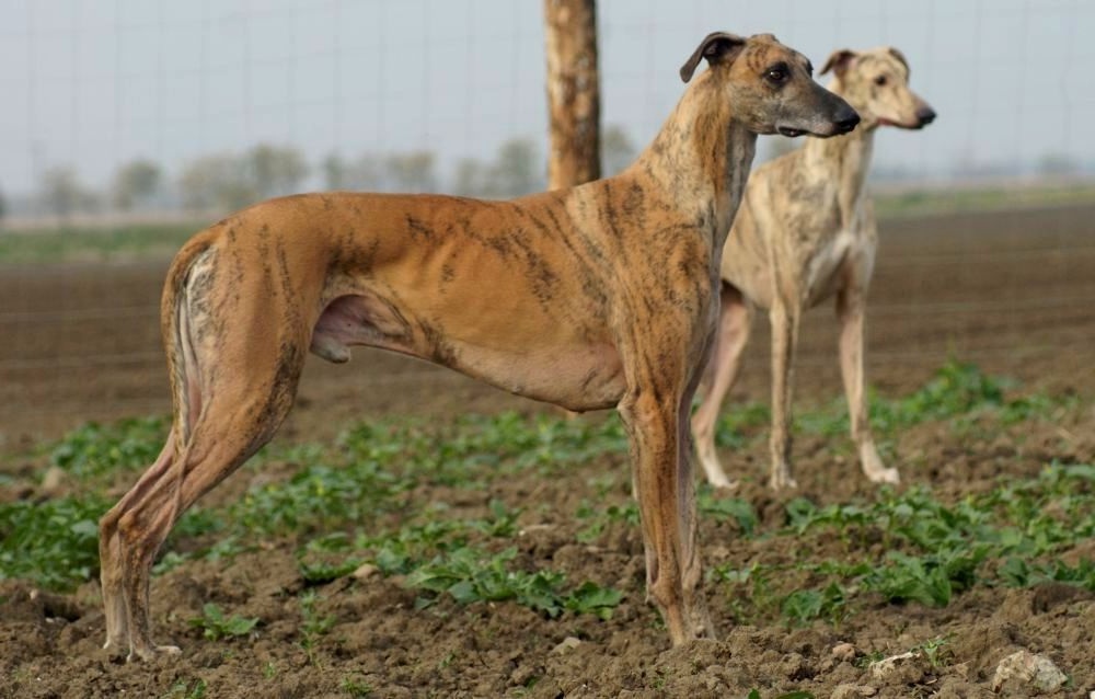 Magyar Agar standing outdoors