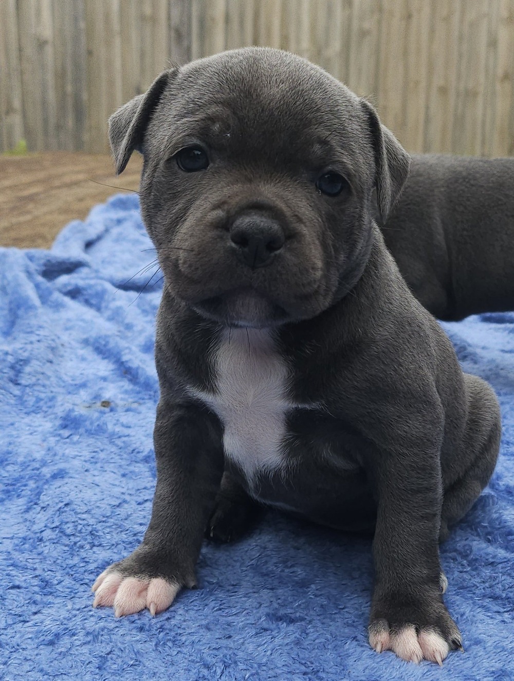Staffordshire Bull Terrier sitting and looking up