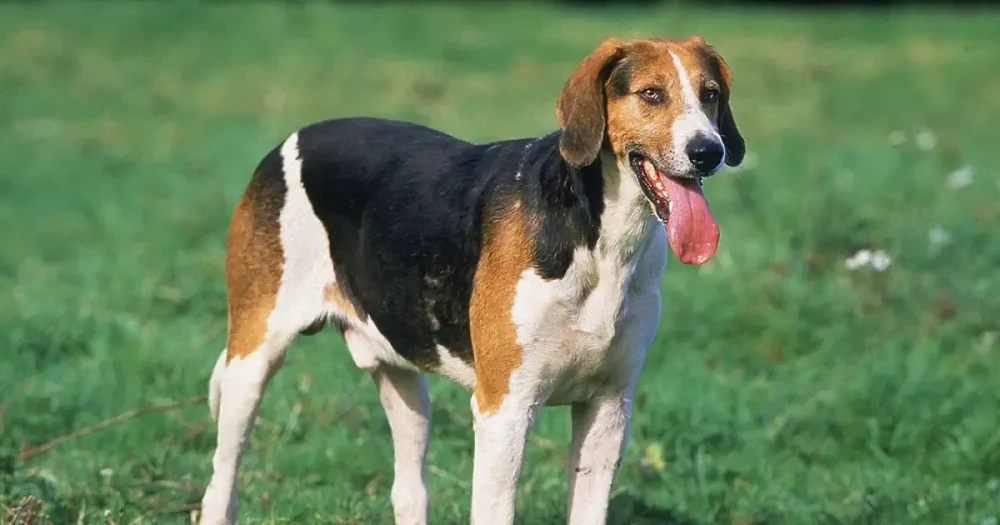 English Foxhound standing in a grassy area
