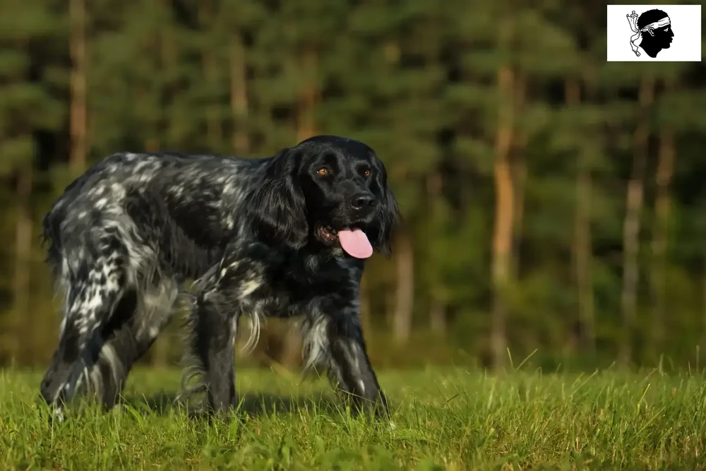 Large Munsterlander on a walk