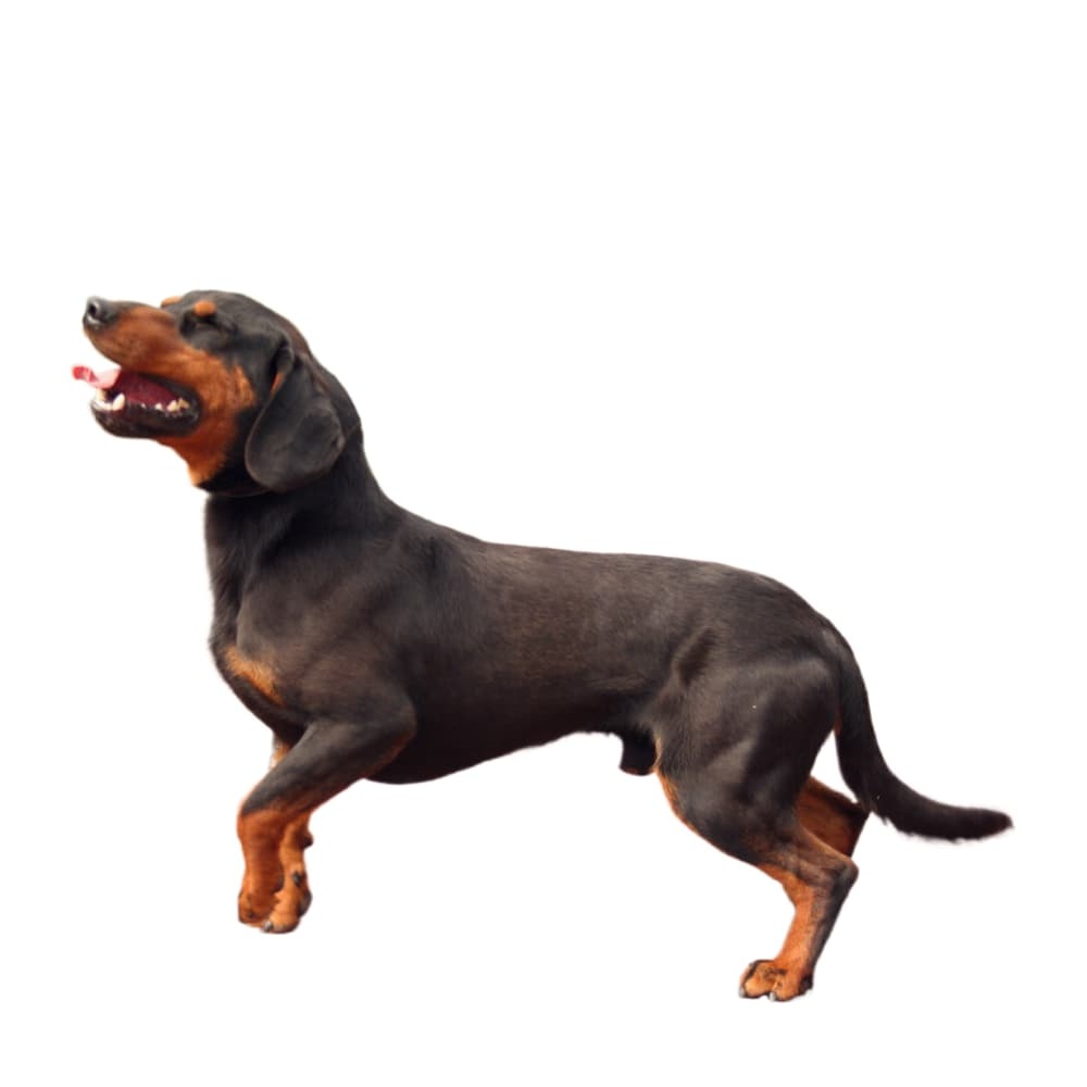 Slovenský kopov standing outdoors