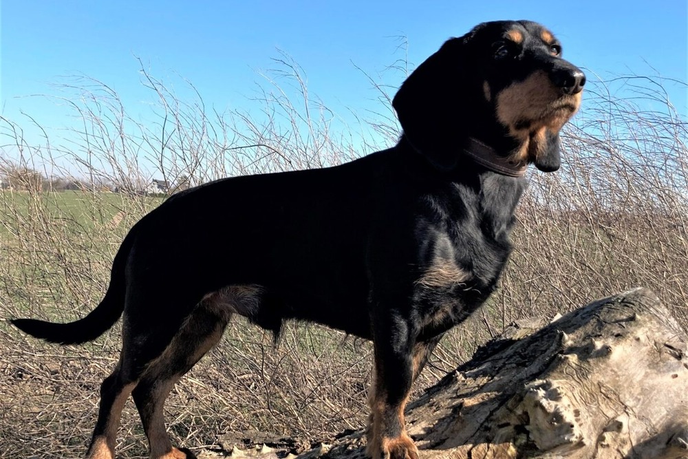 Schweizerischer Niederlaufhund on a lead during a walk