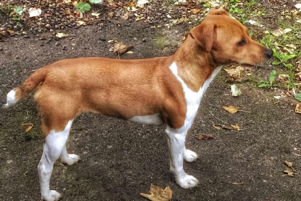 Plummer Terrier sitting and looking up