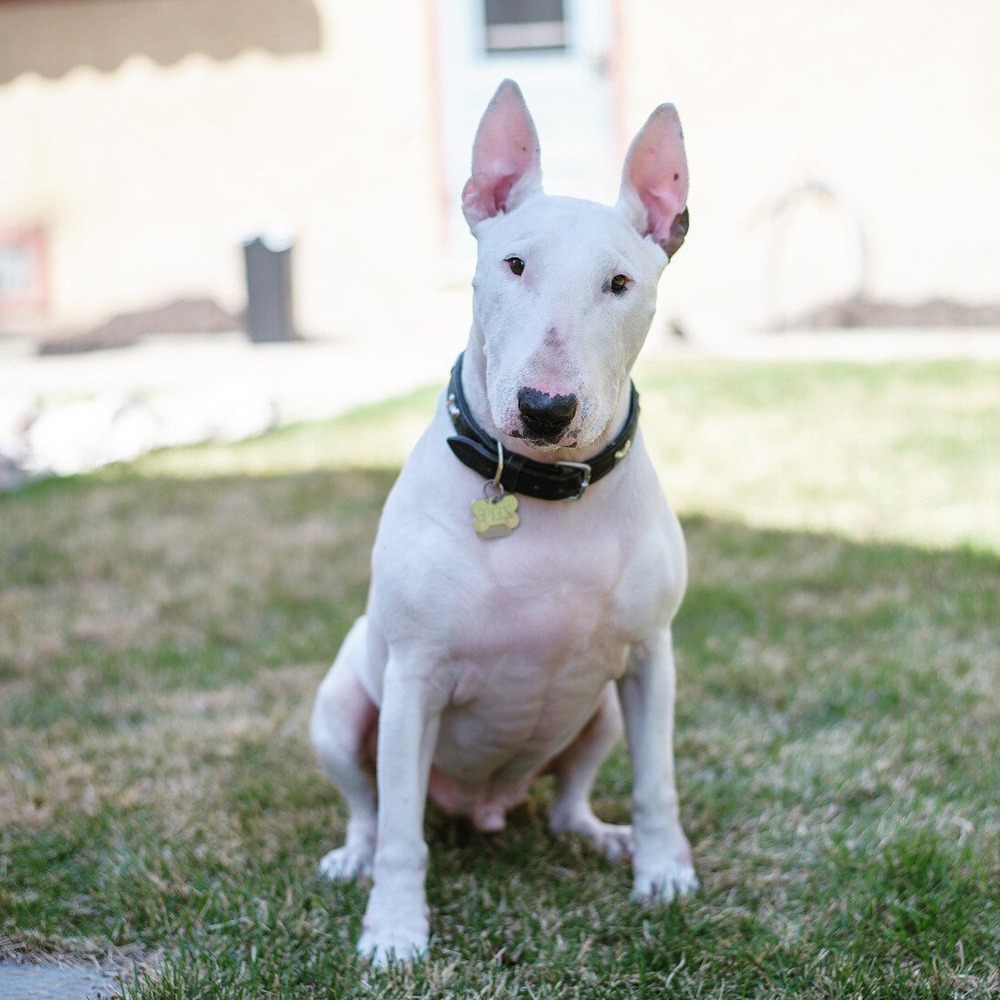 Bull Terrier resting on grass