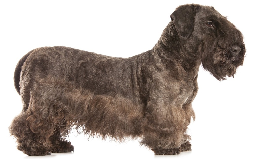 Cesky Terrier standing side on outdoors