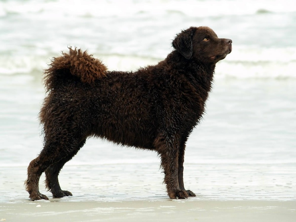 Wetterhoun standing outdoors