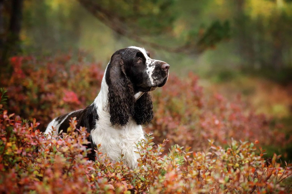 English Springer Spaniel standing outdoors